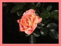 006.webp