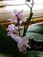 DSCN6359.webp