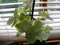 DSCN6360.webp
