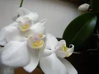 DSCN6362.webp