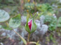 P1240275.webp