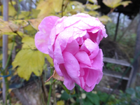 P1240277.webp