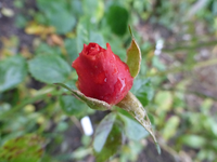 P1240280.webp
