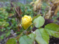P1240305.webp