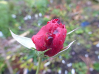 P1240359.webp