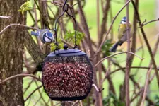 Blaumeise_39233.webp