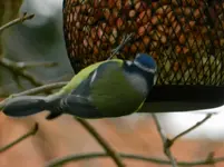Blaumeise_5129.webp
