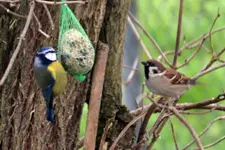 Blaumeise-Spatz_39225.webp