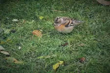 DSCF9397 (2).webp