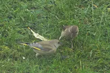 DSCF9383 (2).webp