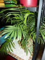 Palme.webp