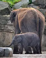 DSC_9254_kleiner_Elefant.webp