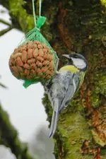 Kohlmeise_0003.webp