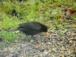 Amsel_0050.JPG