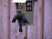 Kohlmeise_00052.webp