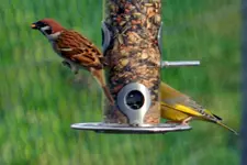 Spatzen-Grünfink_3316.webp