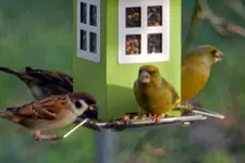 Spatzen-Grünfink_3318.webp
