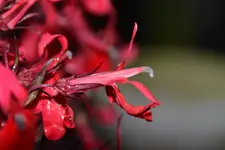 Lobelie_39106.webp