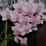 Orchideen_4004.JPG