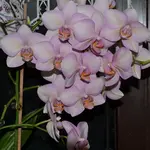 Orchideen_4004.webp