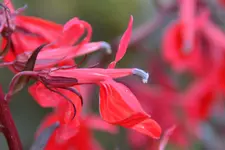 Lobelie_39102.webp