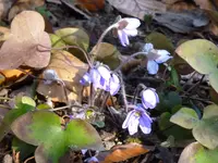 P1030438.webp