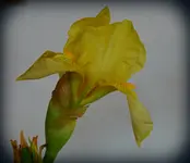 irisimwinter.webp