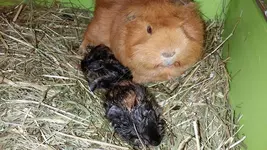schweinchen1.webp