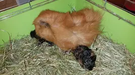 schweinchen2.webp