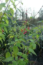 Ananassalbei.webp