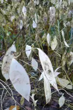 ausdauerndes SIlberblatt.webp