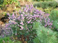 englische Heide.webp