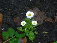 Gänseblümchen.webp
