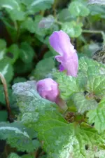 gefleckte Taubnessel.webp