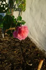 Kletterrose Coral Dawn.webp