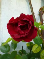 Kletterrose Sympathie.webp