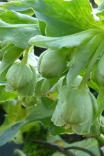 Nieswurzblüte.webp