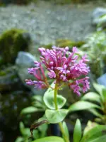 rote Spornblume.webp