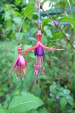 Scharlach-Fuchsiie.webp