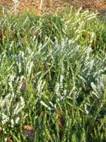Schneeheide.webp