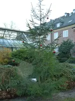 Weihnachtsbaum.webp