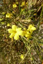 Winterjasmin.webp
