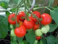 Rot_00008.webp