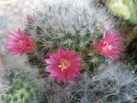Rosa_00005.webp