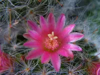Rosa_00006.webp