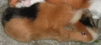 teddy.webp