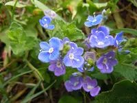 Lilablaßblau_00009.webp