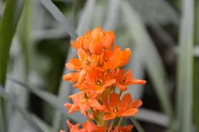 Orange_00007.webp