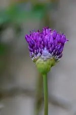 Lila_00006.webp