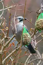 DSC_1490_Erdnusshaher.webp